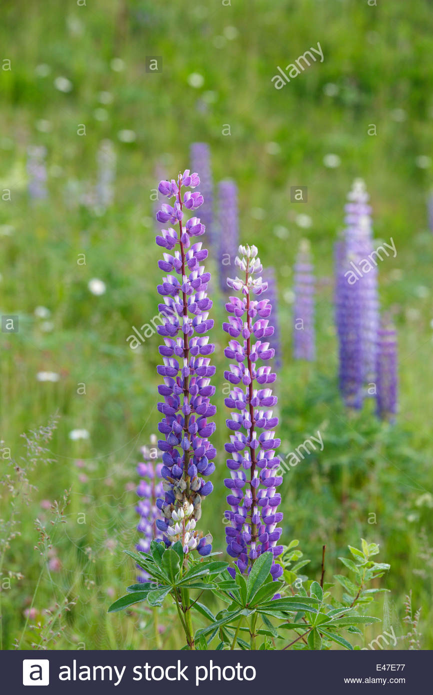lupine flowers new england stock photos lupine flowers christmas cove maine