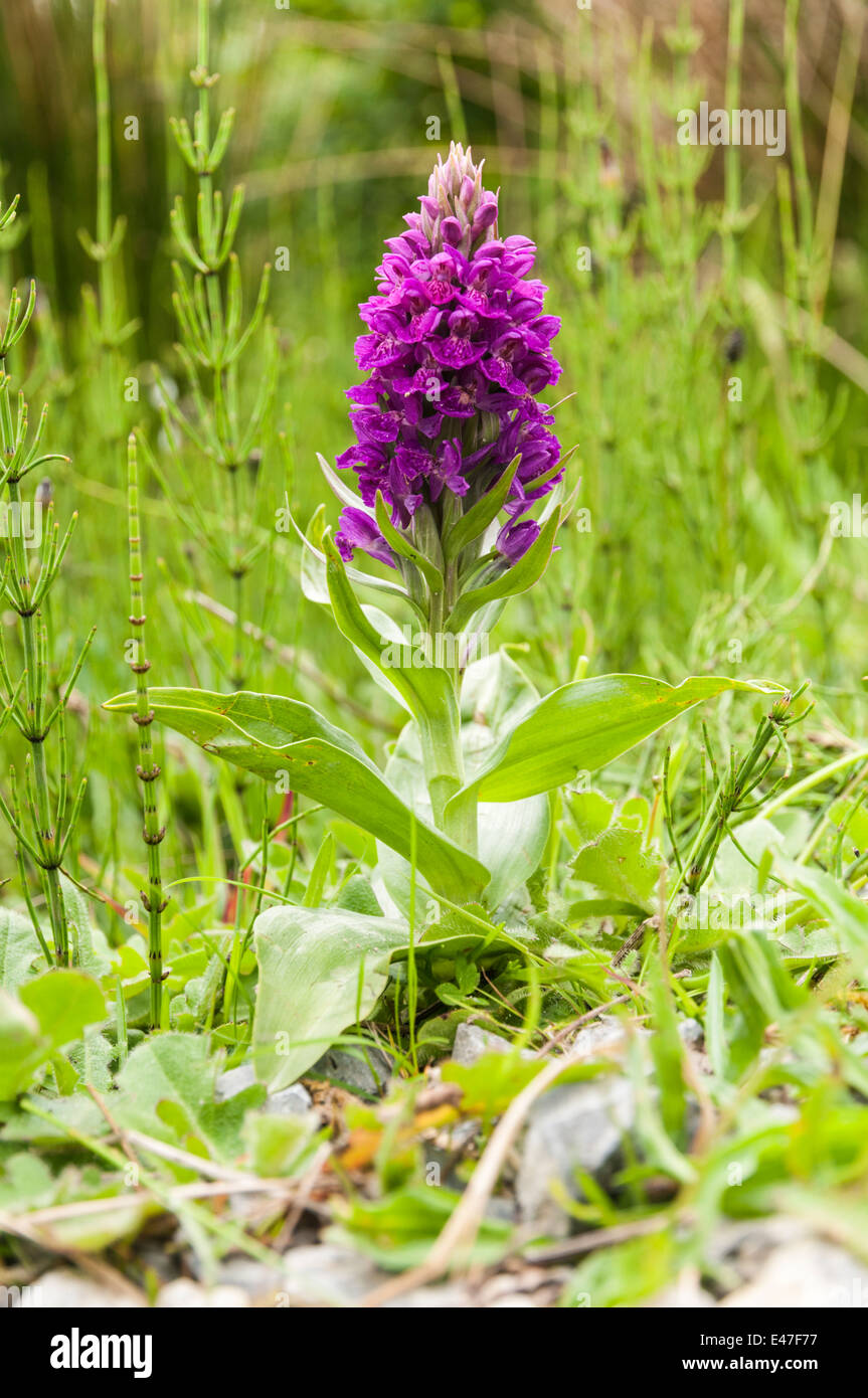 An Early purple Orchid, Orchis mascula Stock Photo