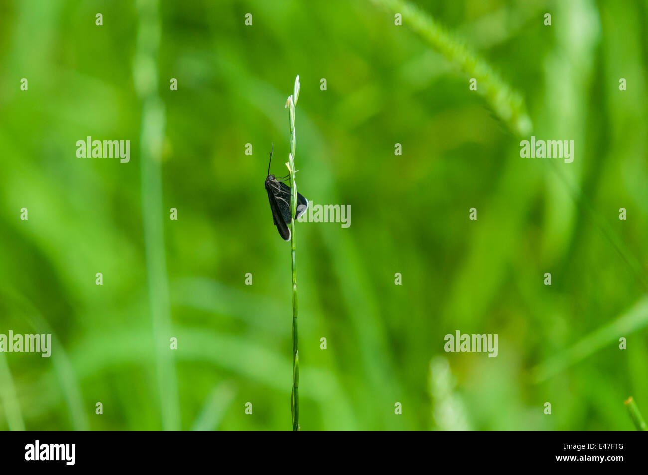 A Chimney sweeper moth, Odezia atrata, resting on a grass stalk. Stock Photo