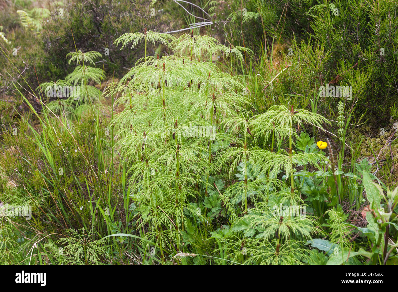 The plant Horse Tail, Equisetum, growing near Victoria falls, Loch Maree Scotland. Stock Photo