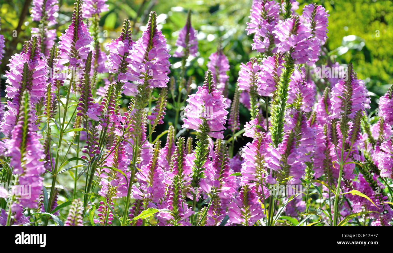 spring purple flowers in the meadow - background Stock Photo - Alamy