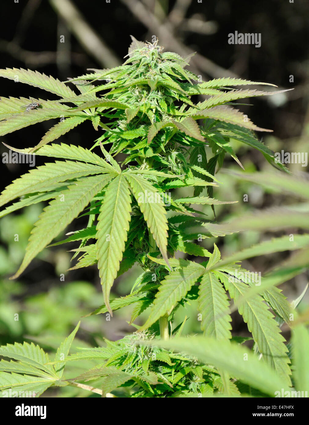 Healthy marijuana plant green leaves hi-res stock photography and images -  Alamy