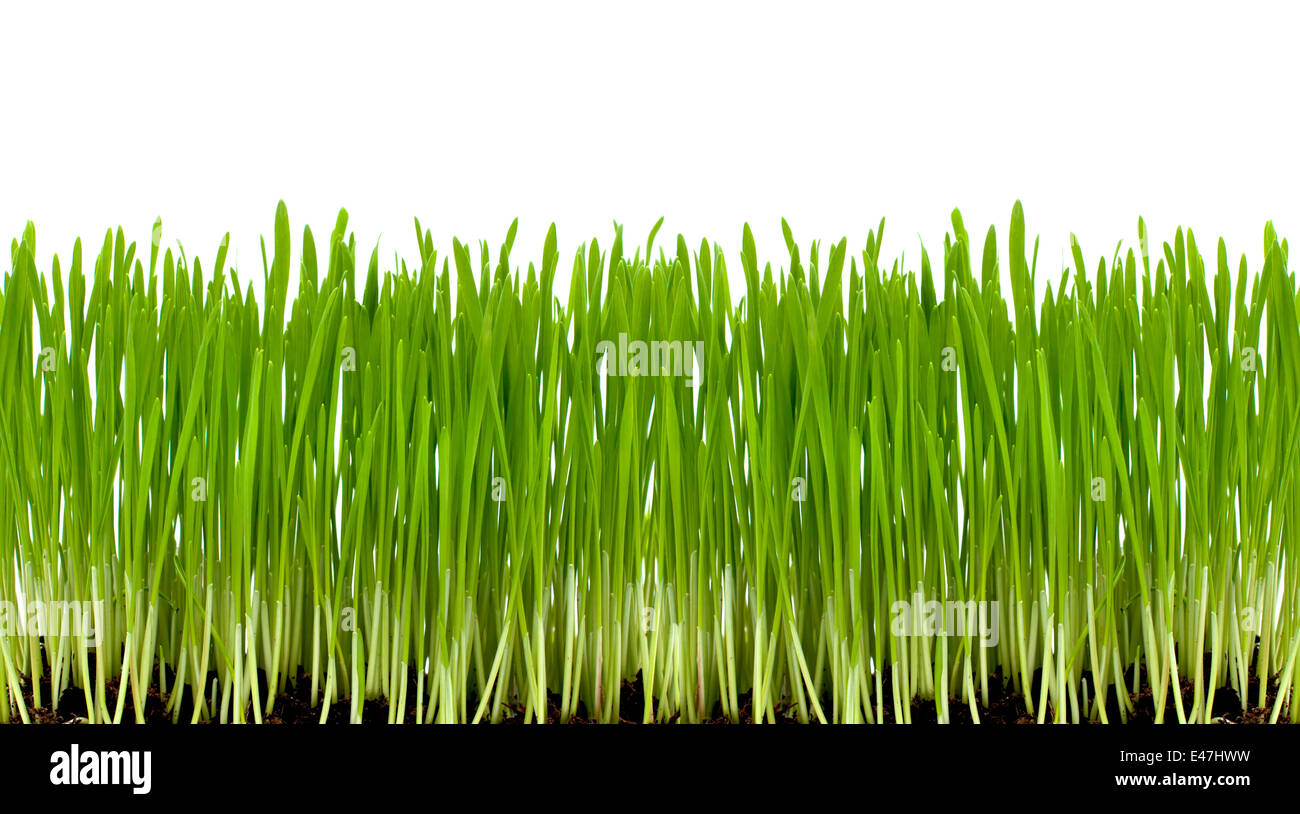 fresh green grass isolated on white background Stock Photo - Alamy