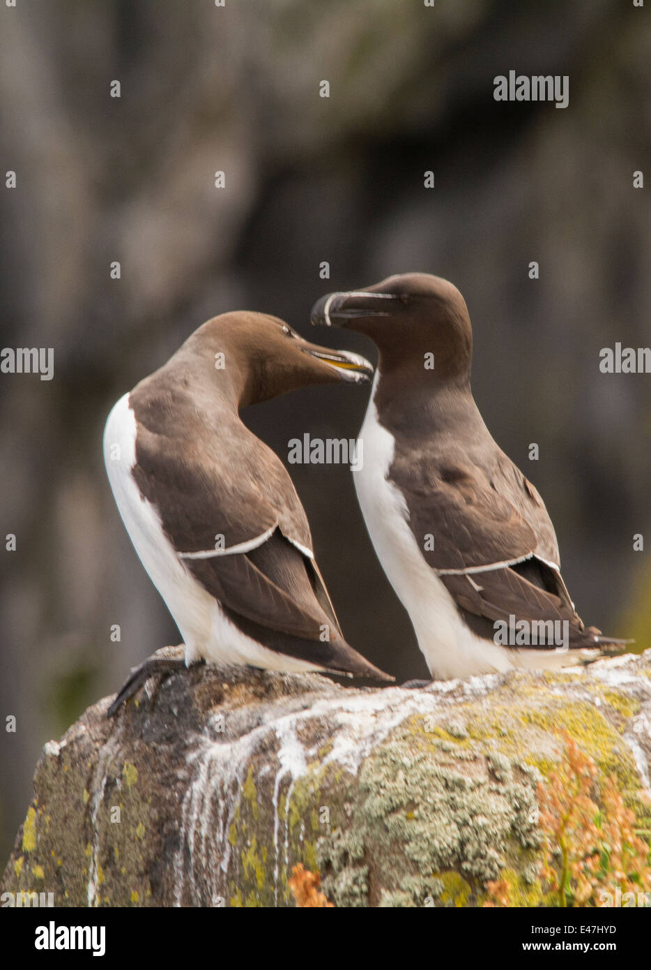 Razorbills seabird hi-res stock photography and images - Alamy