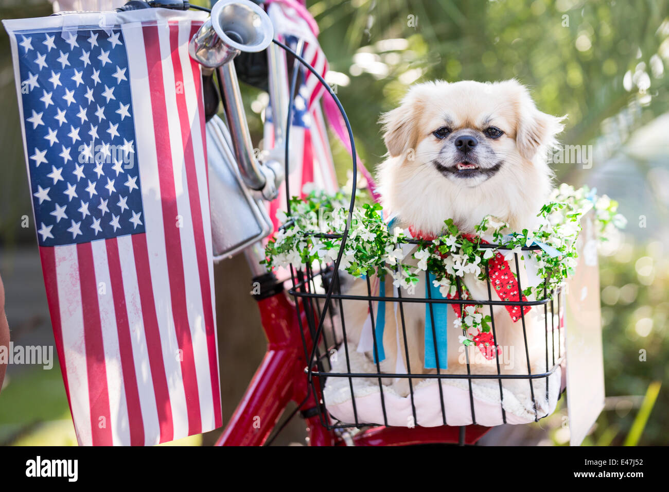 A dog rides in a bicycle basket decorated in flags during the I'On community Independence Day parade July 4, 2014 in Mt Pleasant, South Carolina. Stock Photo