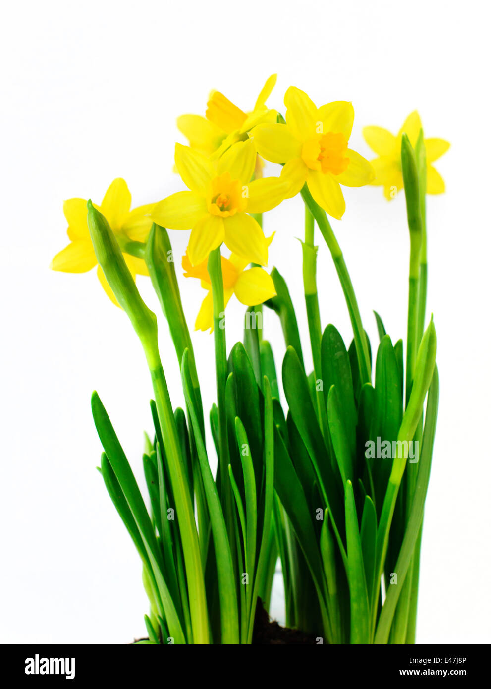 fresh yellow daffodils isolated on white background Stock Photo - Alamy