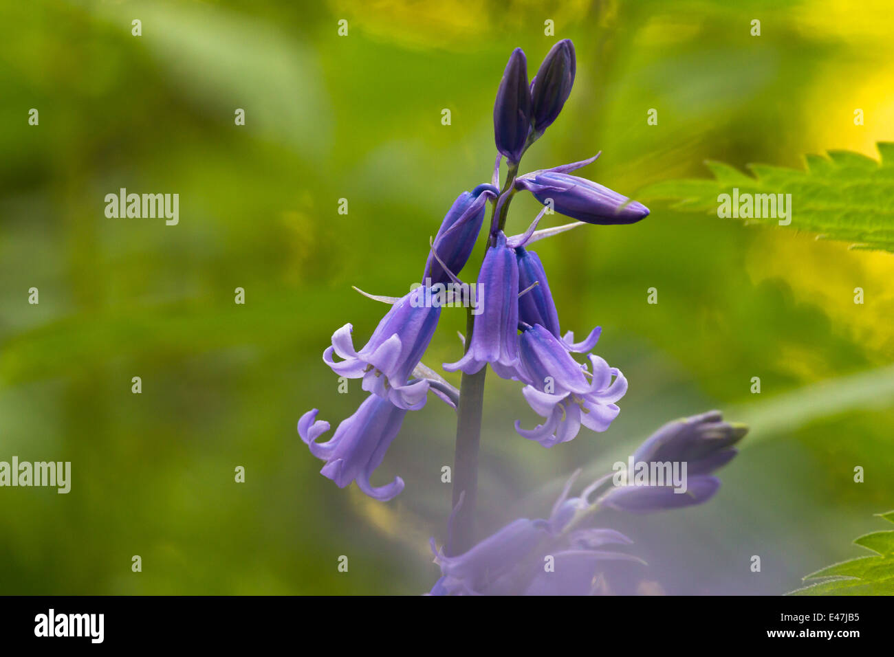 Single english bluebell flower, blue against lush green foliage on a sunny spring morning Stock Photo