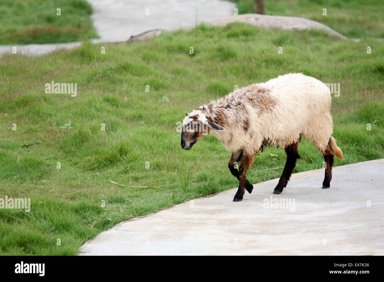 Sheep in the farm of Livestock. Stock Photo