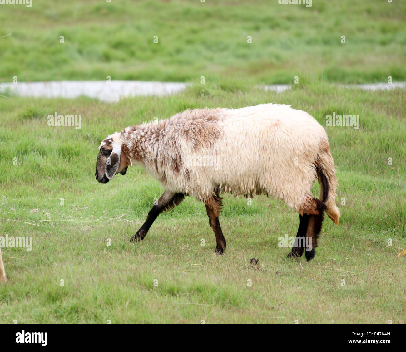 Sheep in the farm of Livestock. Stock Photo