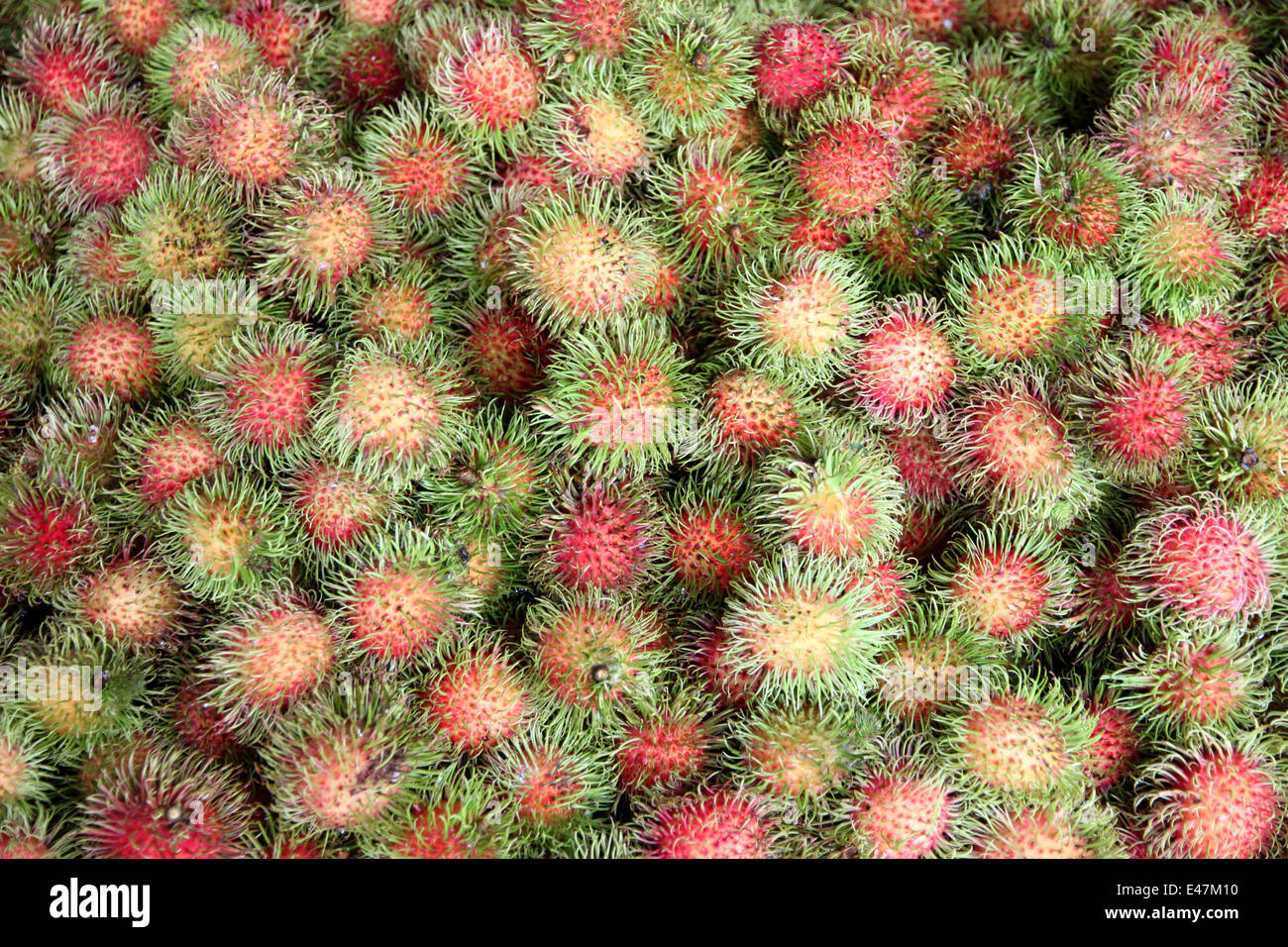 Fresh rambutan fruits after harvest in orchards. Stock Photo