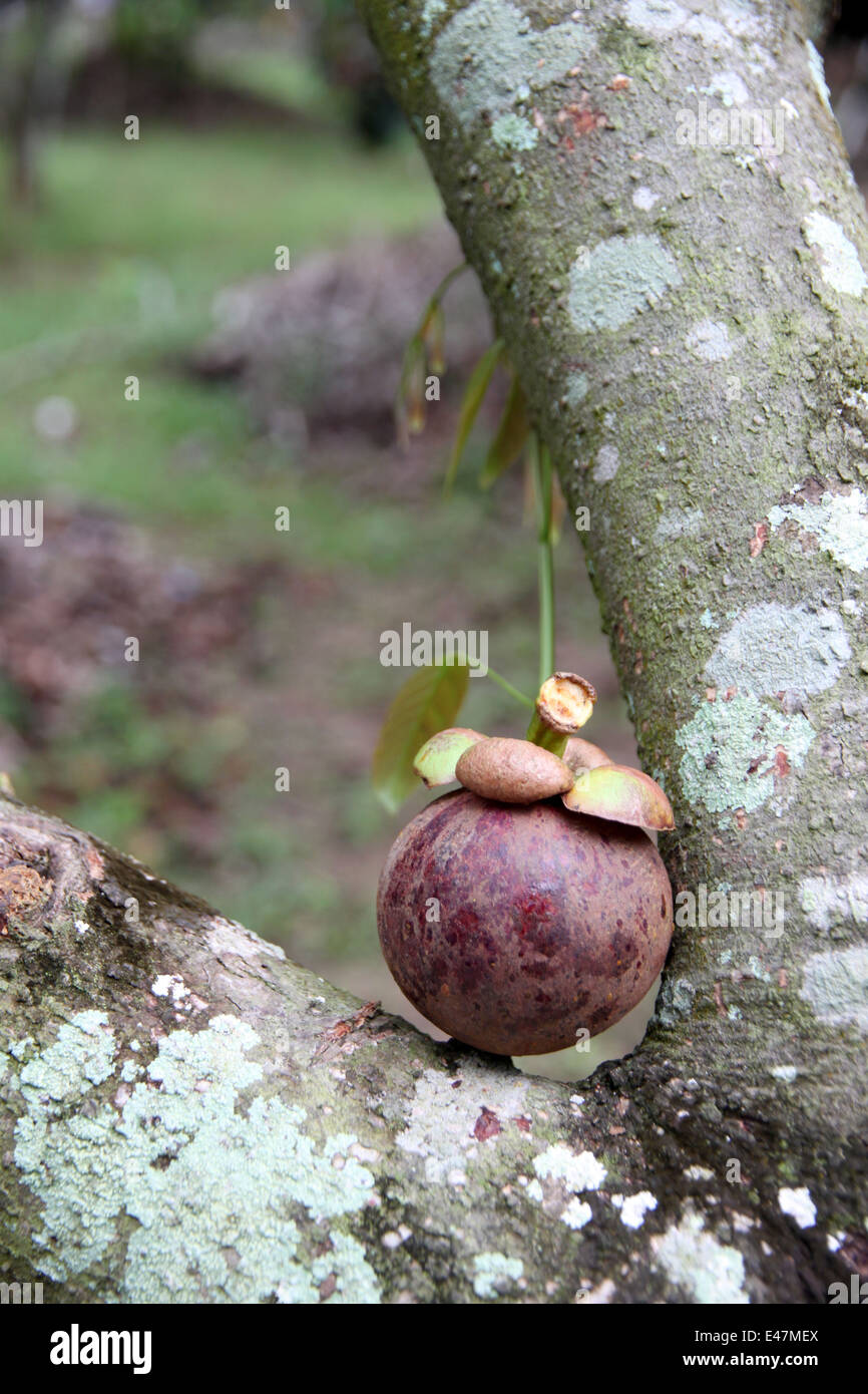 Fresh mangosteen fruits in orchards. Stock Photo