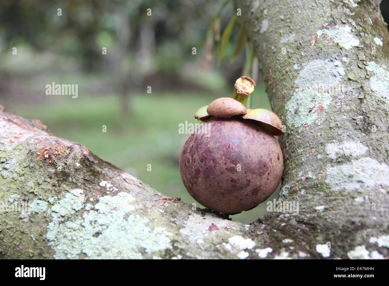 Fresh mangosteen fruits in orchards. Stock Photo