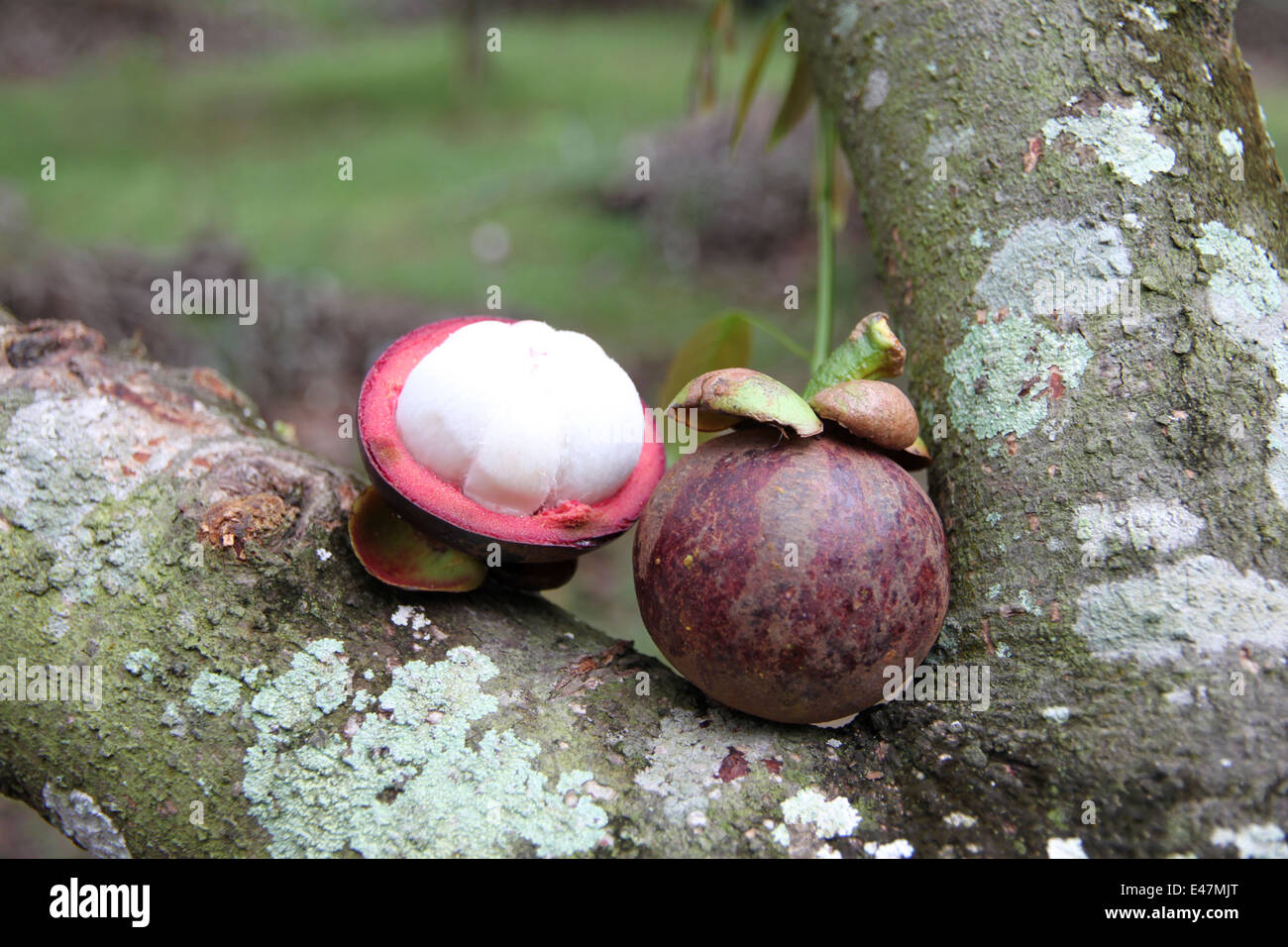 Fresh mangosteen fruits on peeled in orchards Stock Photo Alamy