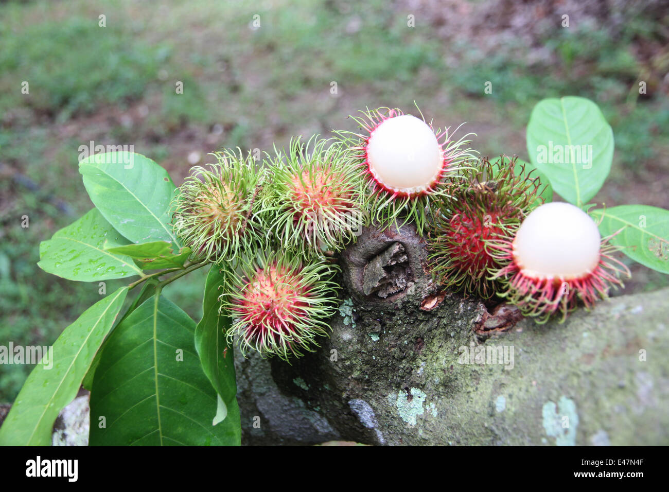 Rambutan tree hi-res stock photography and images - Alamy
