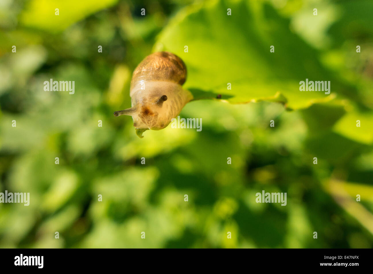 Small snail on leaf. Stock Photo