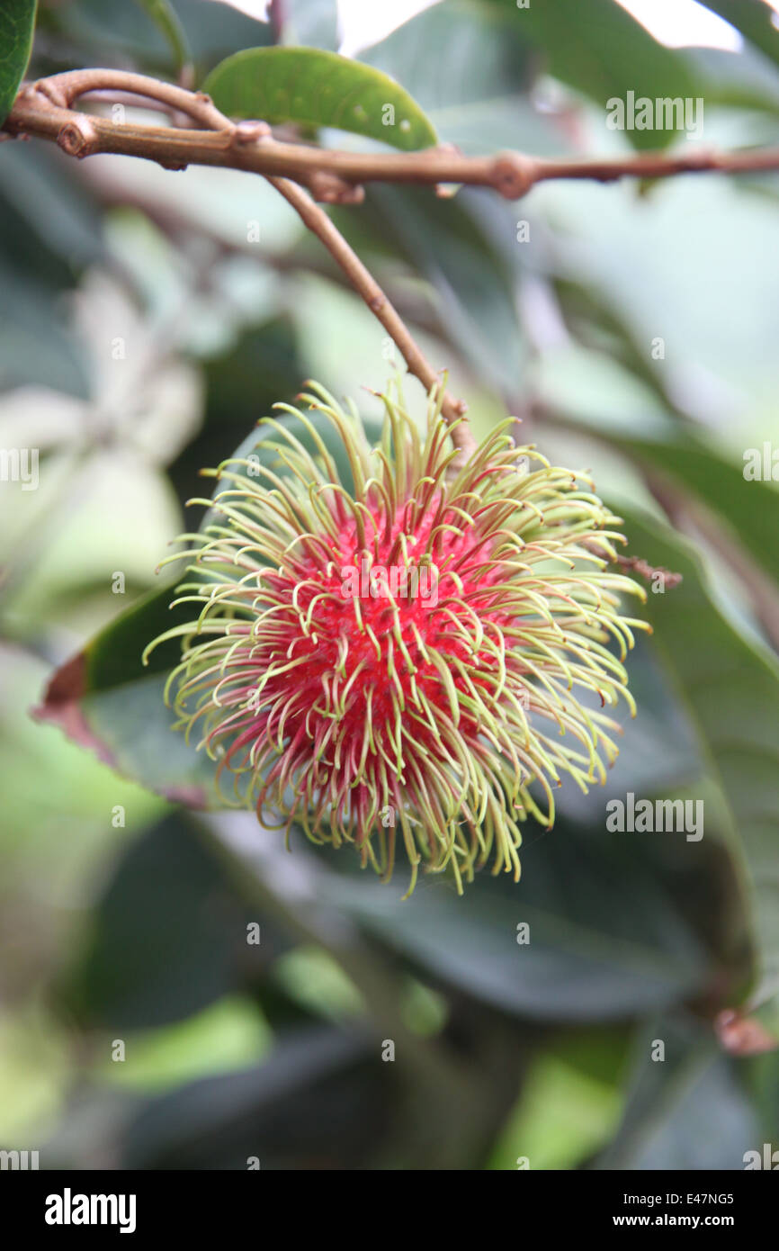 Fresh rambutan fruits on tree in orchards Stock Photo - Alamy