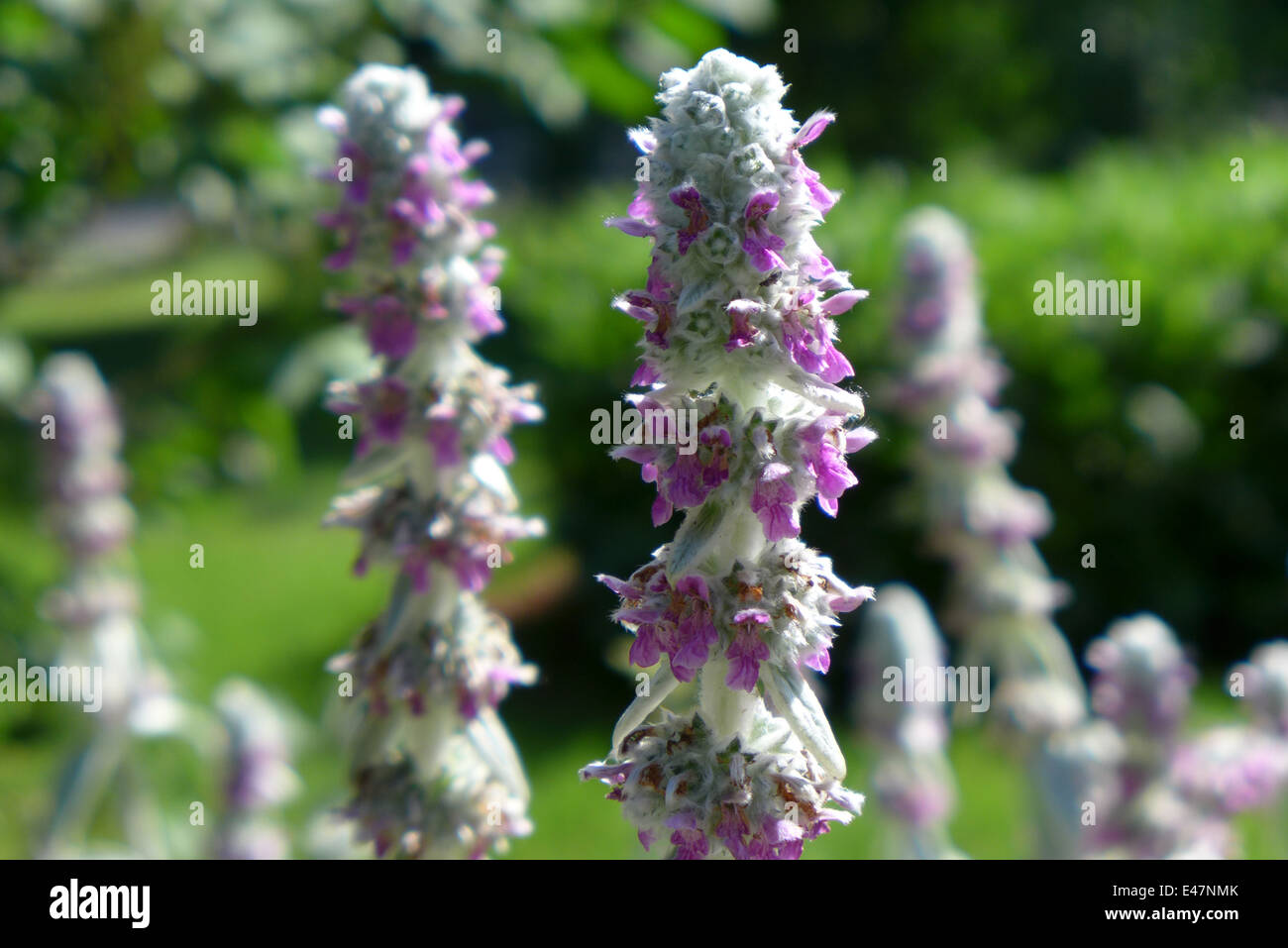 Lamb'sear in bloom Stock Photo Alamy