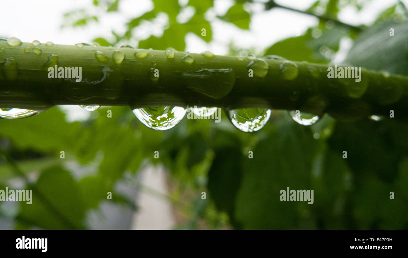 Water droplets on foliage. Stock Photo