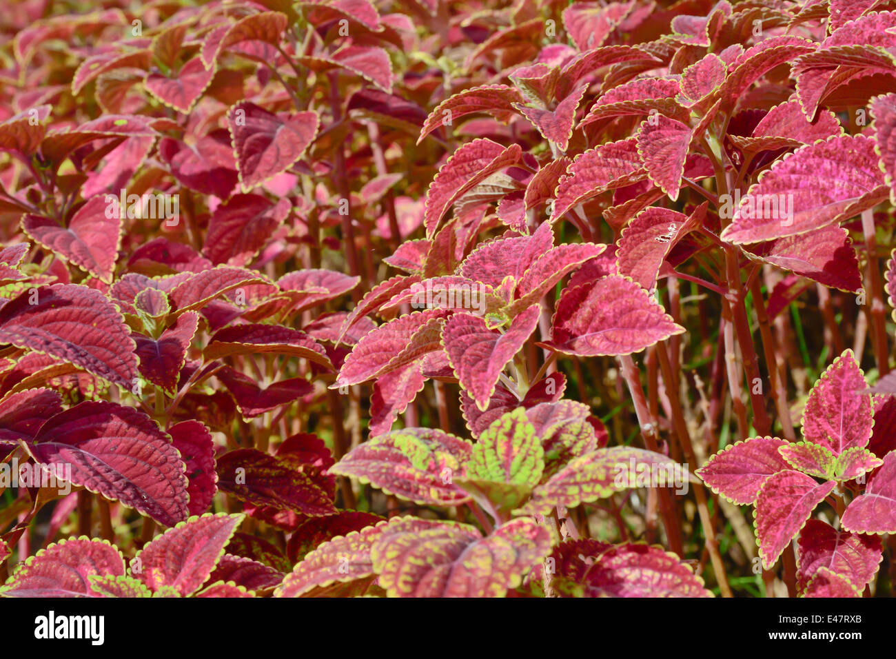 close-up of colorful coleus group in garden Stock Photo