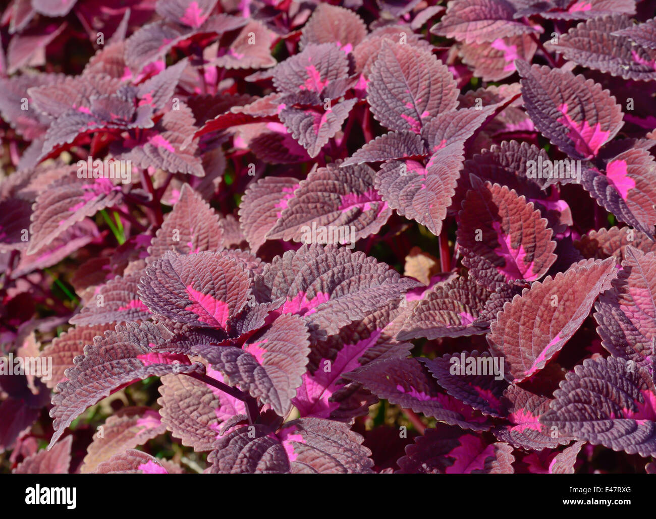 close-up of dark violet color coleus in garden Stock Photo