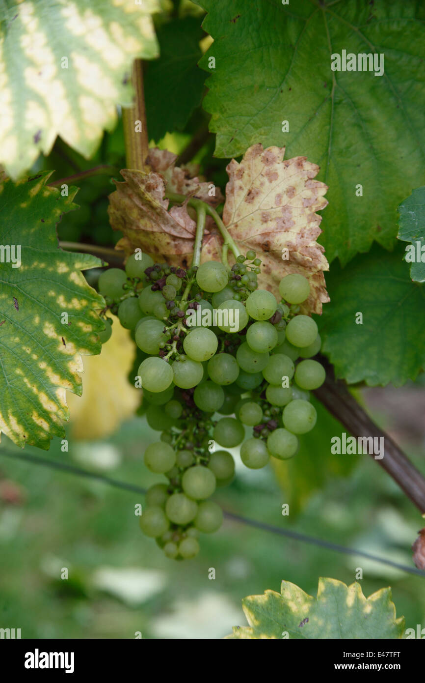 Vitis vinifera 'Orion' Grape close up of fruit Stock Photo