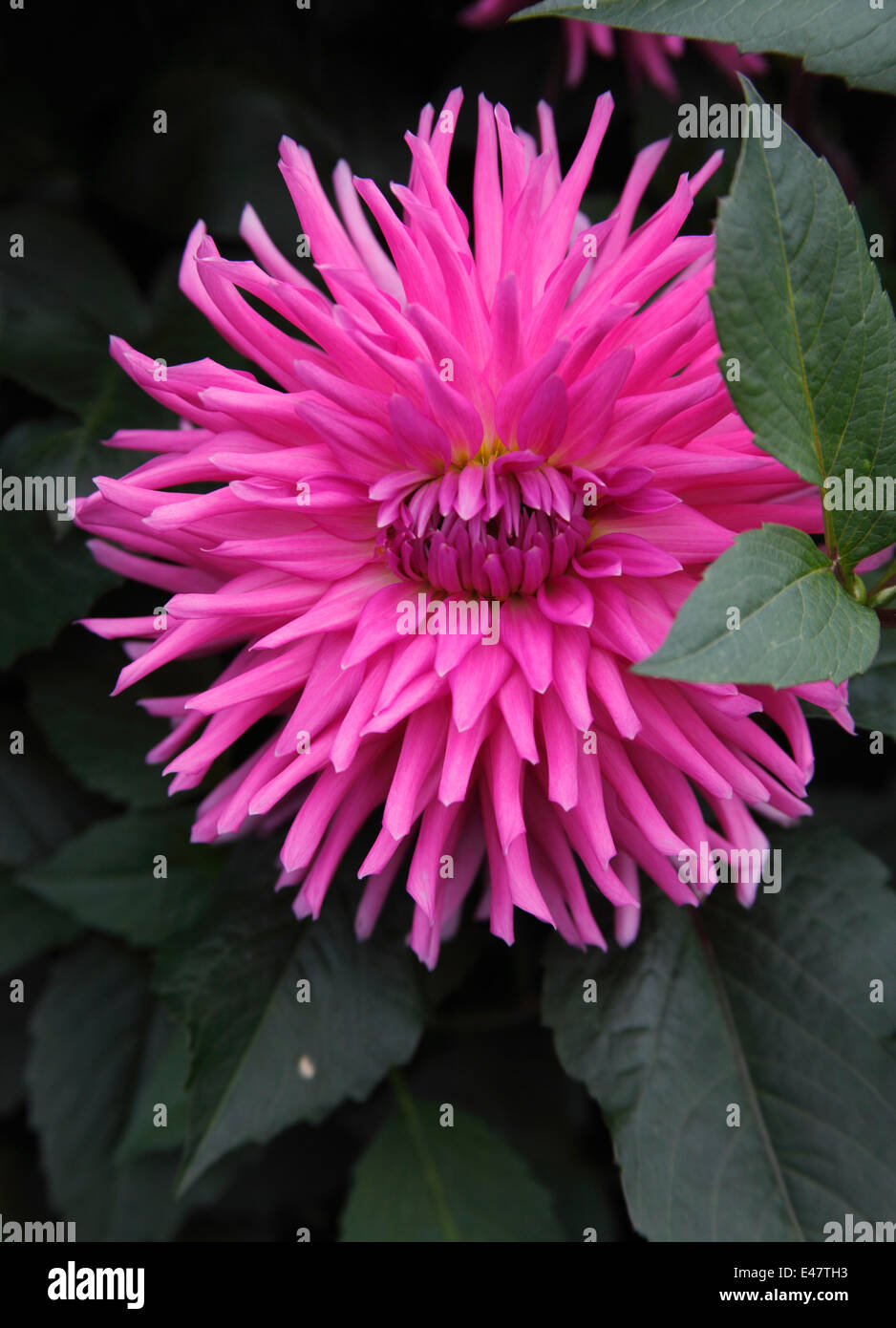 Dahlia 'Parkland Rave' close up of flower Stock Photo Alamy