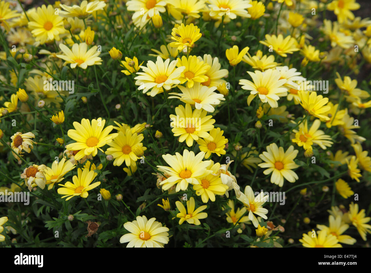 Agryanthemum 'Yellow Empire' plant in flower Stock Photo