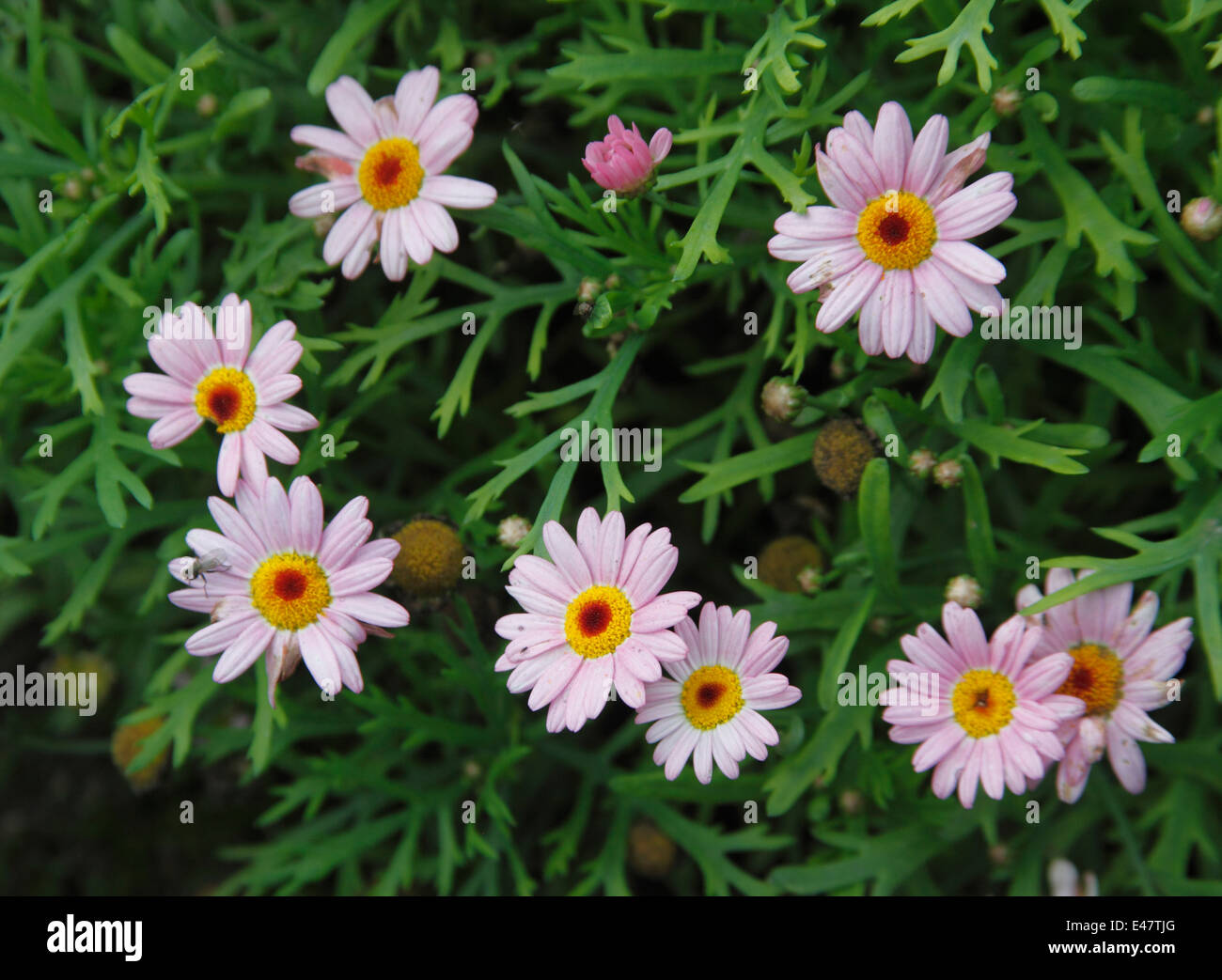 Agryanthemum frutescens Molimba L Pink 'Sas Pinka' close up of flower Stock Photo