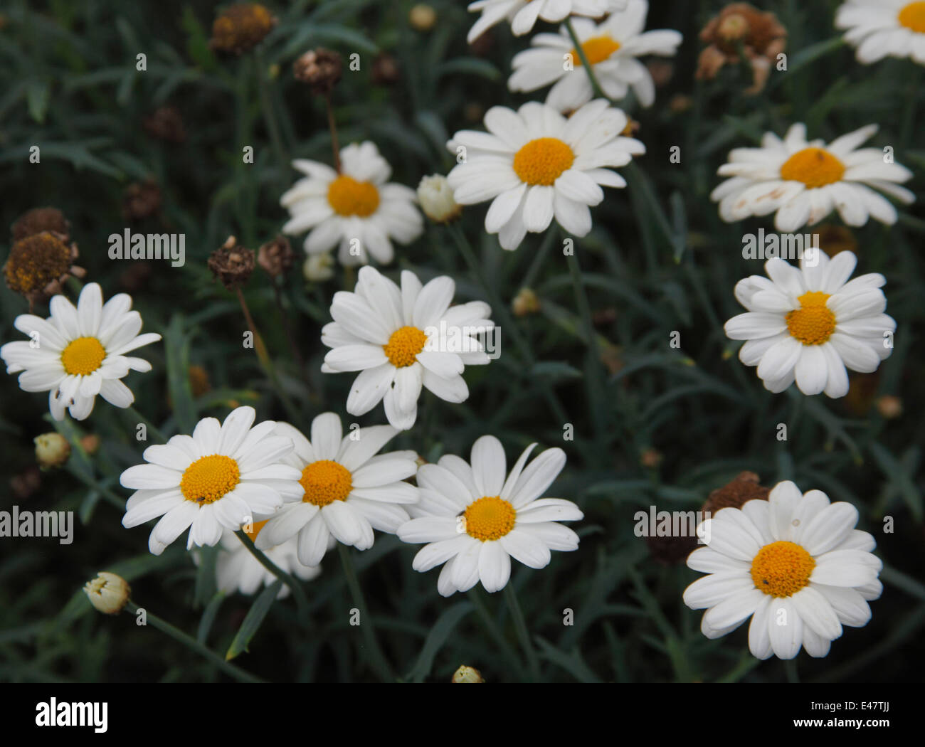Agryanthemum frutescens 'Larita White Beauty' close up of flower Stock Photo