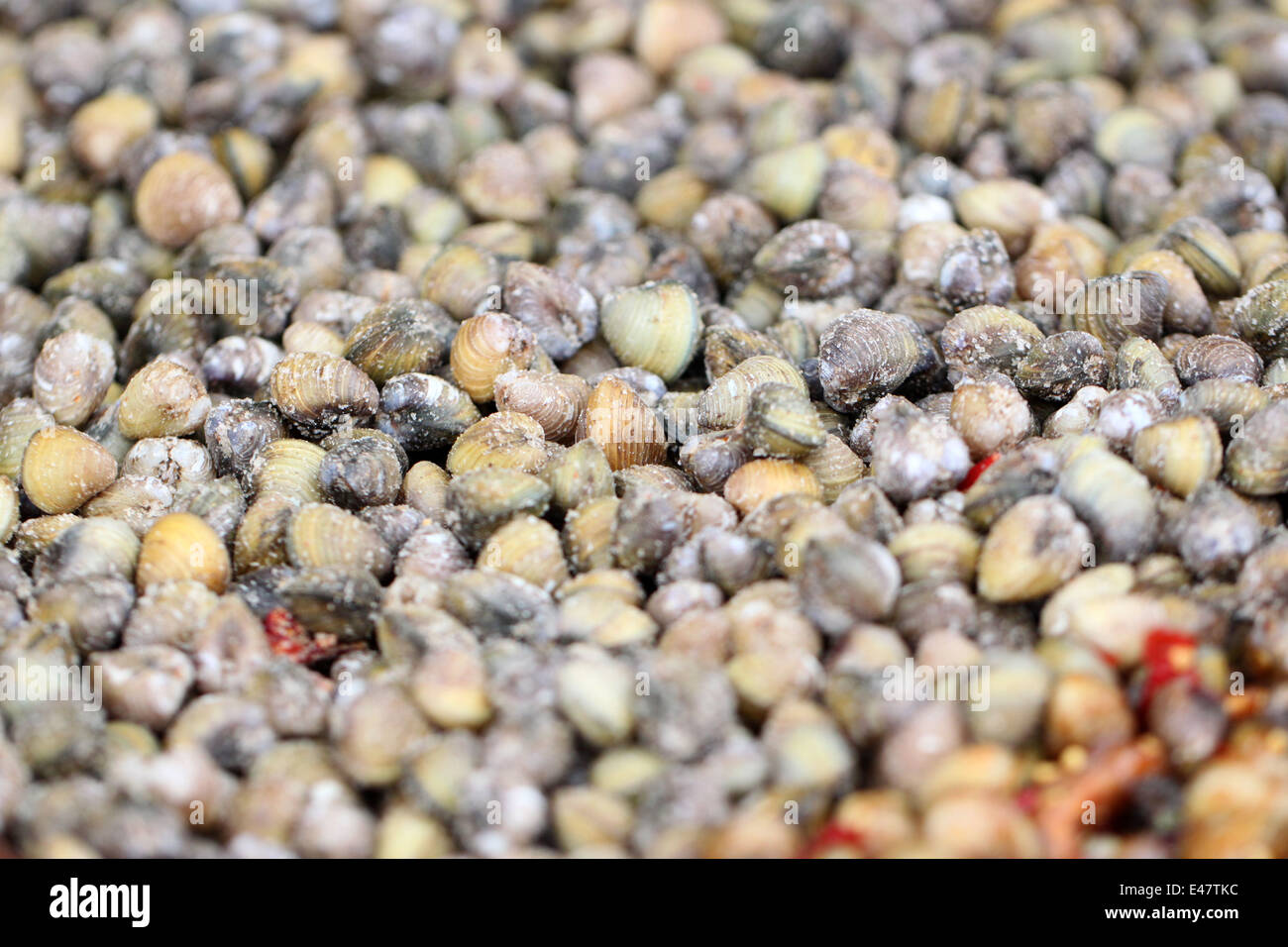 Freshwater clams mix with spicy sauce of local food in Thailand. Stock Photo