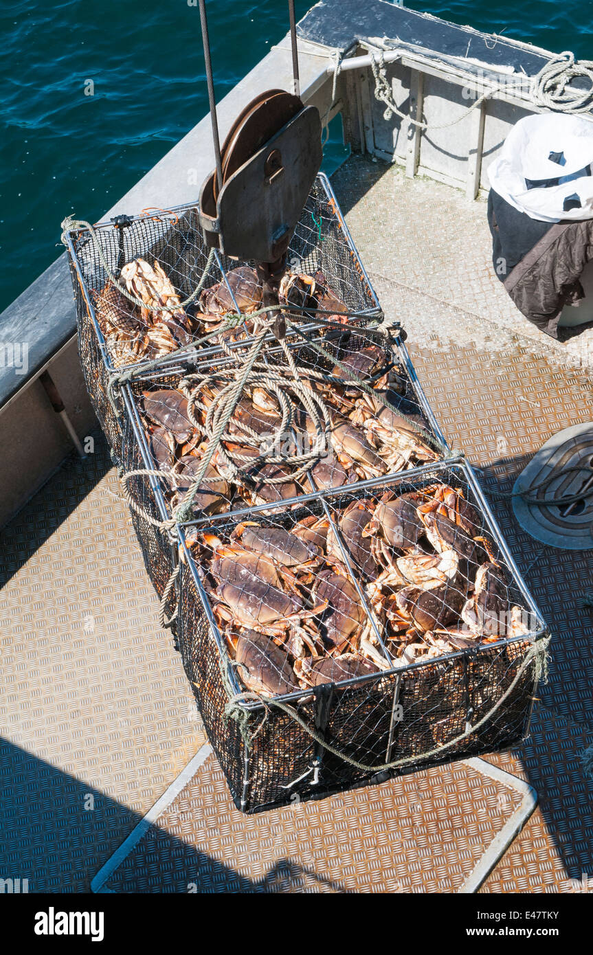 Crab fisherman unloading catch at dock in Port McNeill, British