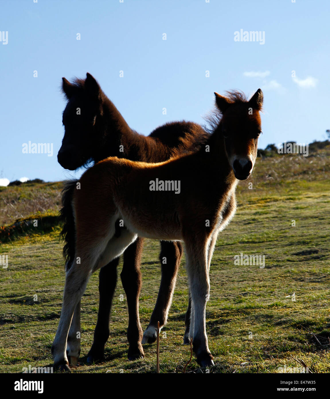 Dartmoor ponies, mares & foals on Haytor Down, portrait view of two baby foals blue sky & sunshine Stock Photo