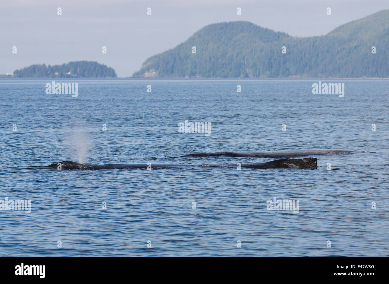Humpback whale megaptera novaeangliae spouting logging Quatsino Sound