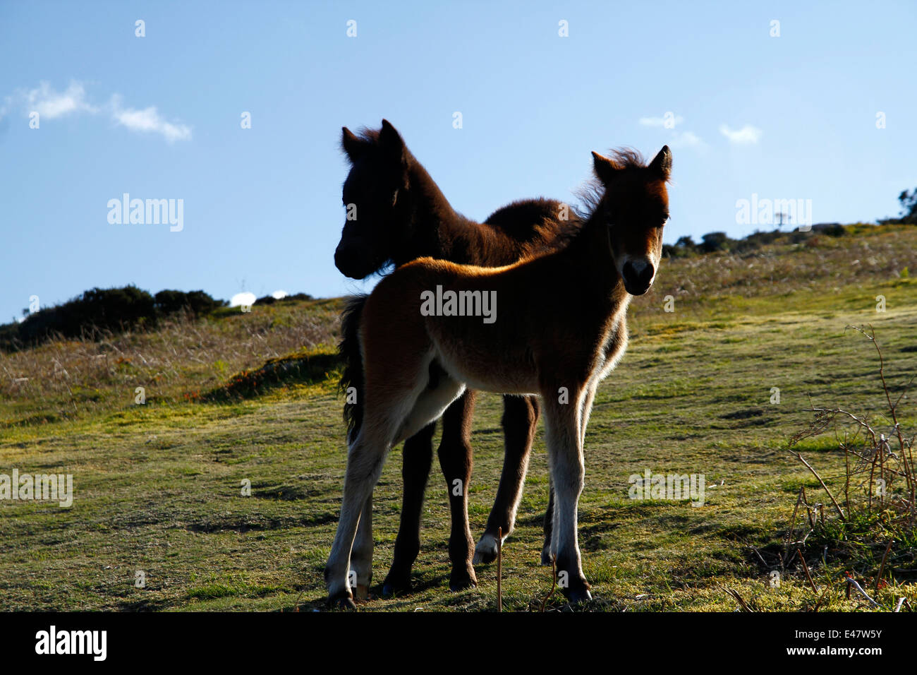 Dartmoor ponies, mares & foals on Hay tor Down, two baby foals playing in the sunshine Stock Photo