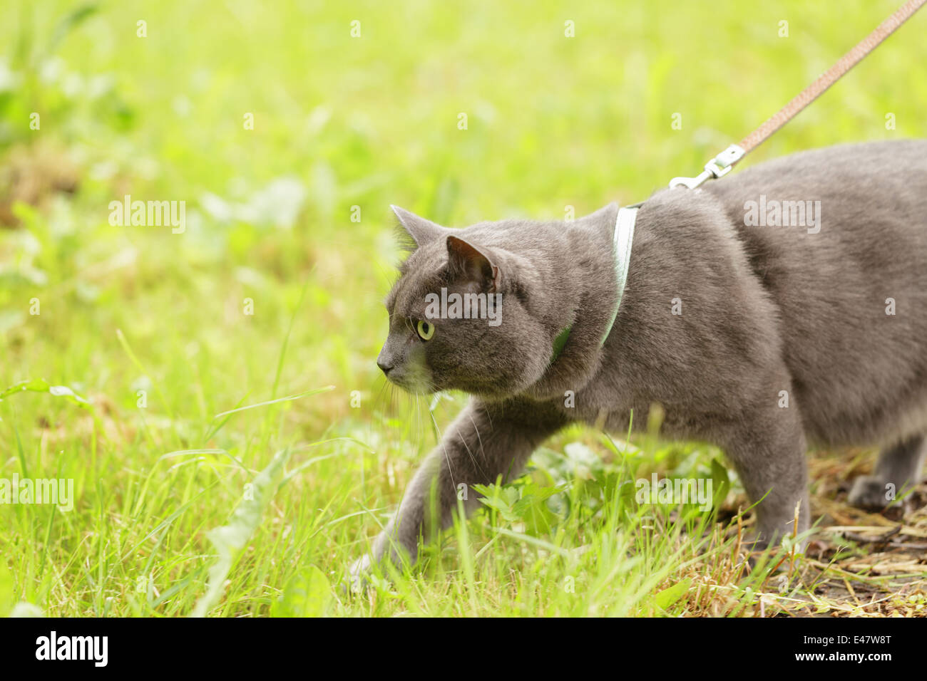 adult british shorthair cat hunting in the grass, harness Stock Photo