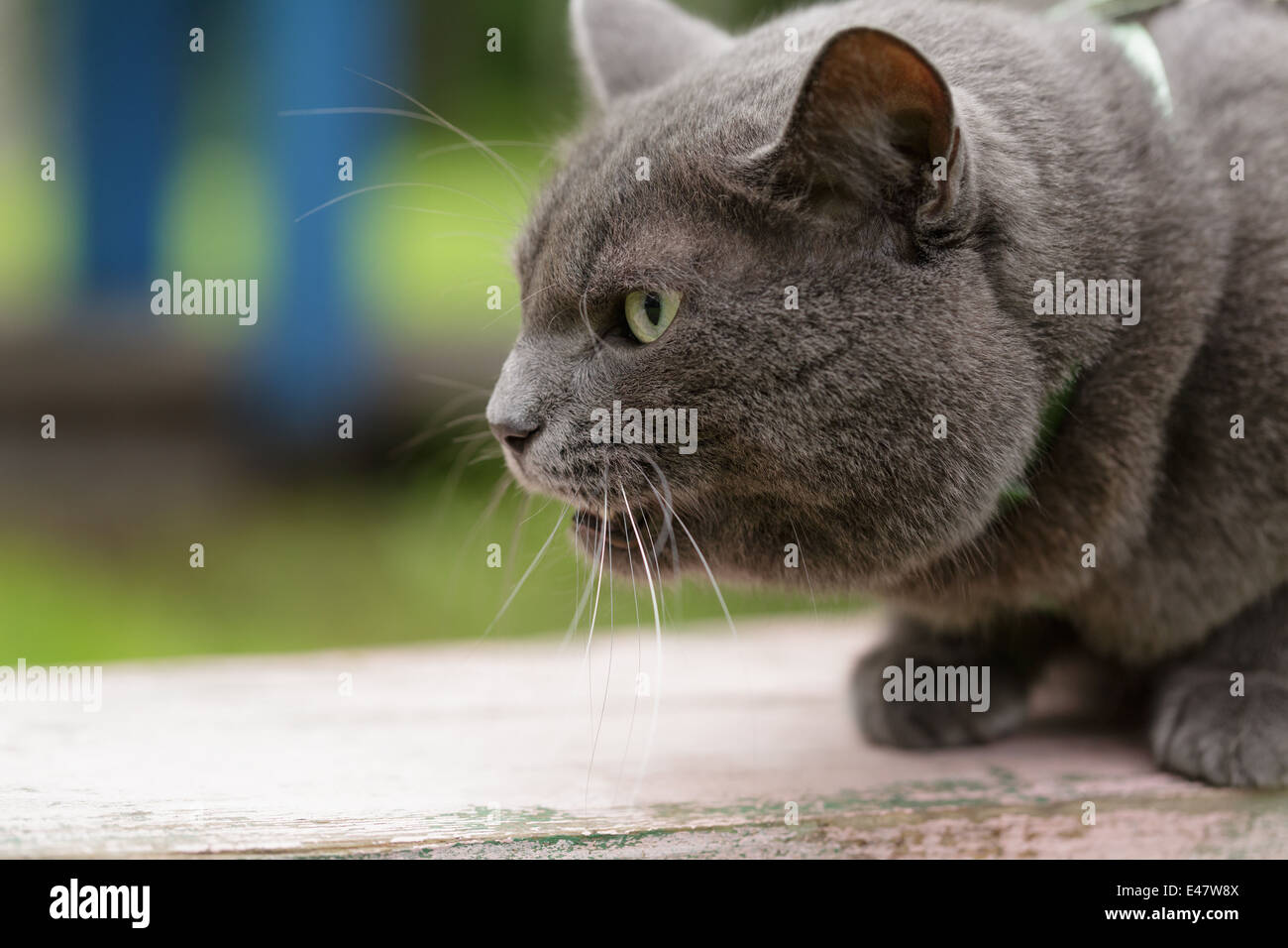 angry cat defending his territory, british shorthair Stock Photo - Alamy