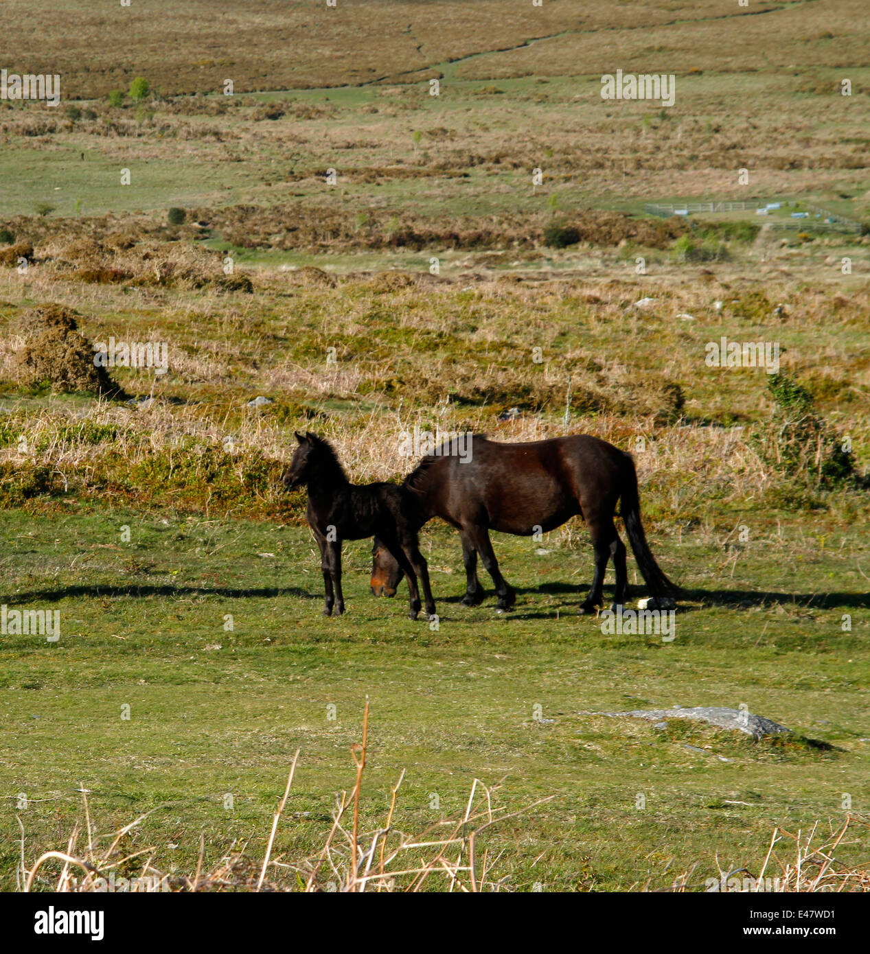 Dartmoor ponies, mares & foals on Haytor Down, square picture of a glorious little baby foal & his grazing mum Stock Photo