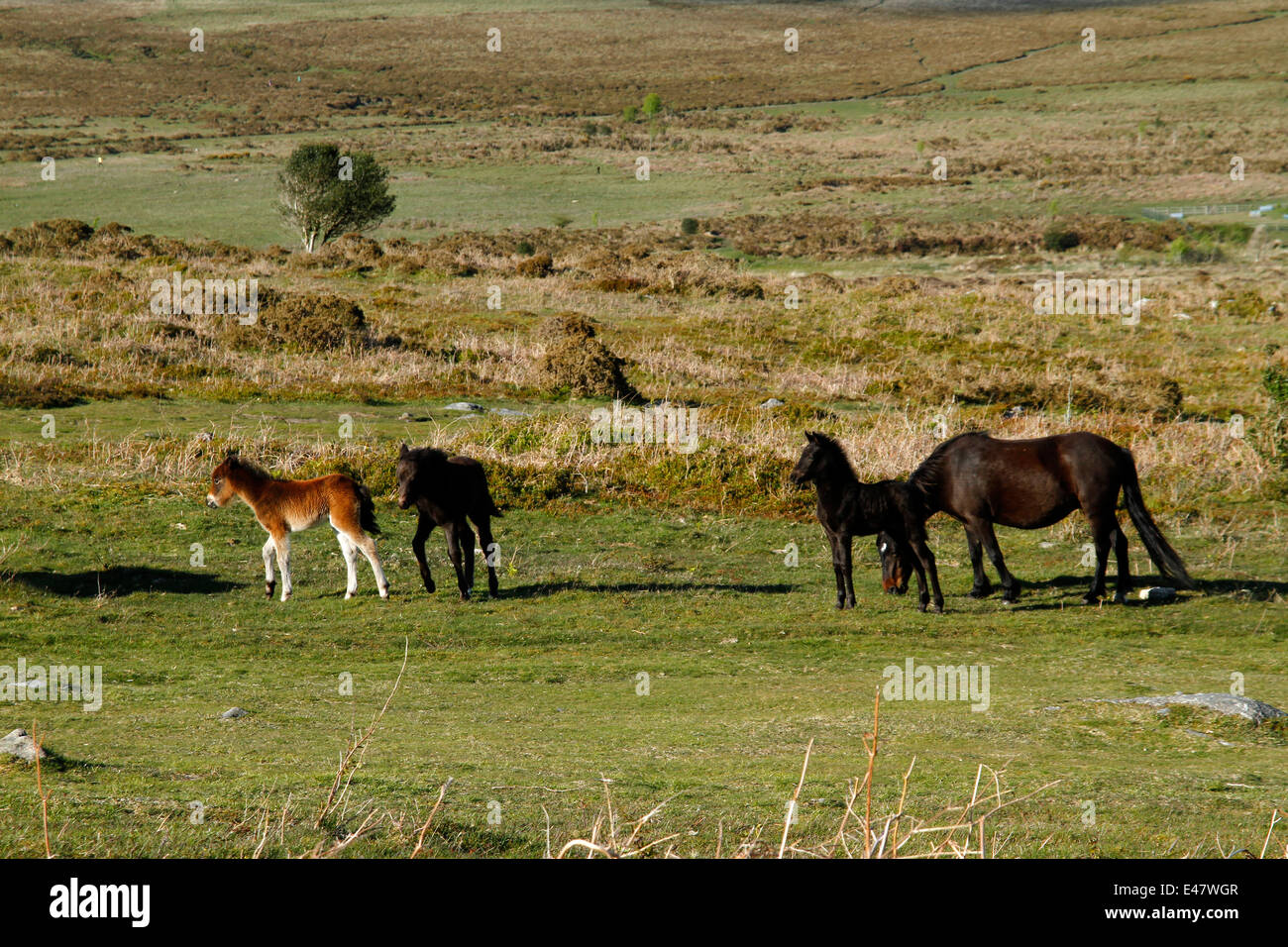 Dartmoor ponies, mares & foals on Hay tor Down, foal crèche wild & free horses on the moorland, open spaces Stock Photo
