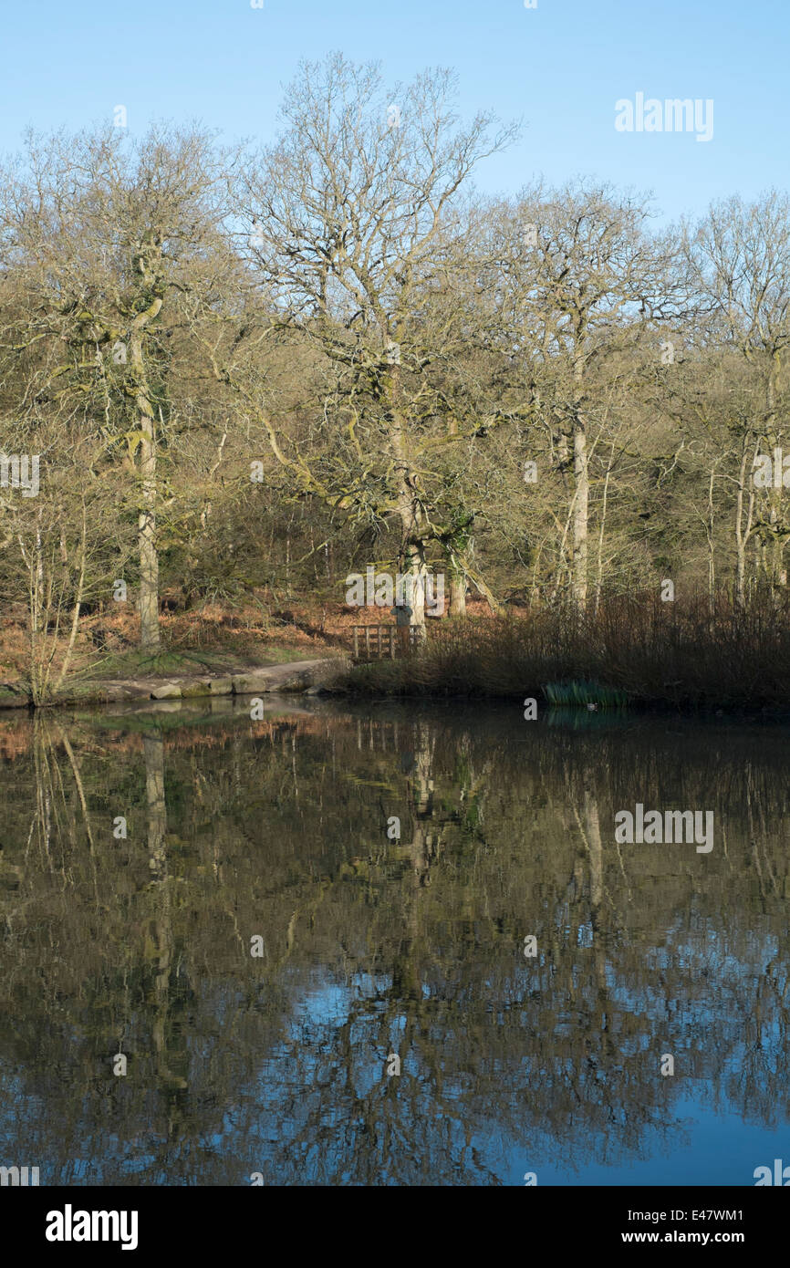 Cannop Ponds in the Forest of Dean Stock Photo Alamy
