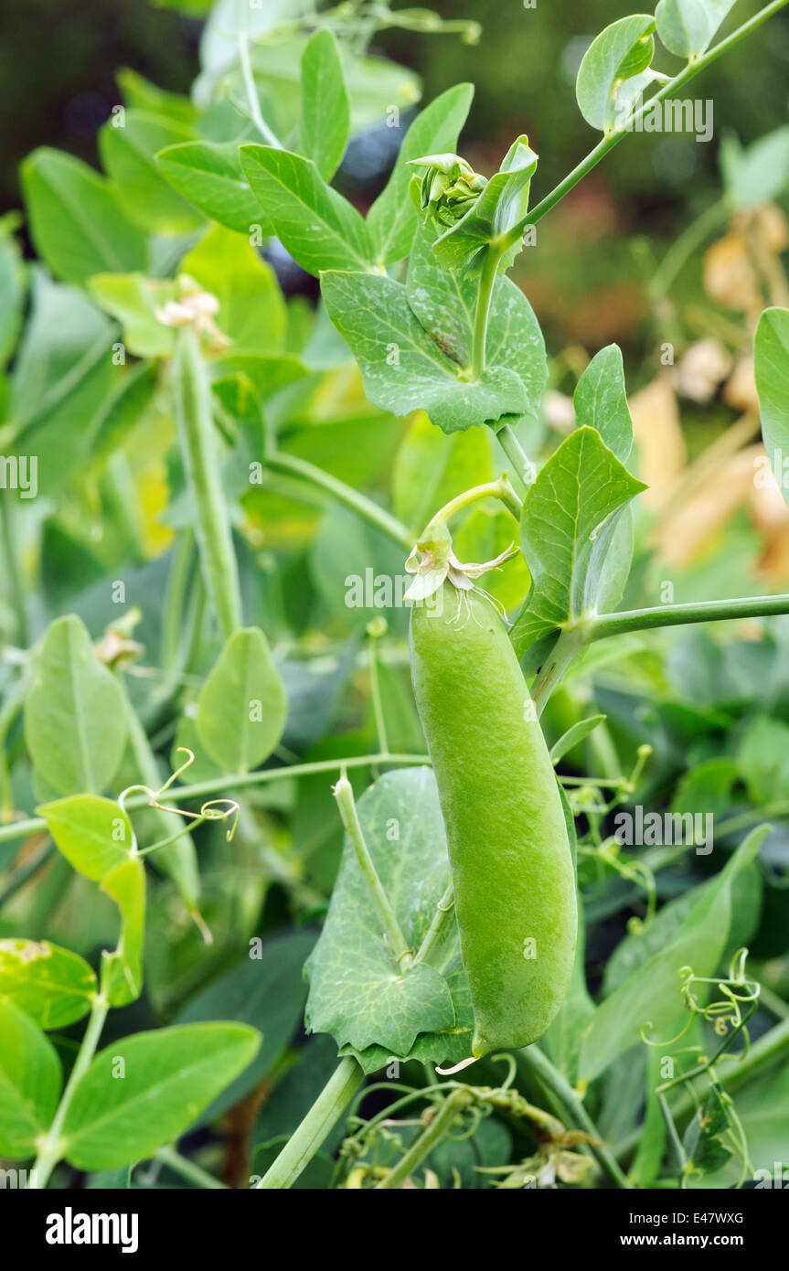 young pod of peas on the bush growing Stock Photo