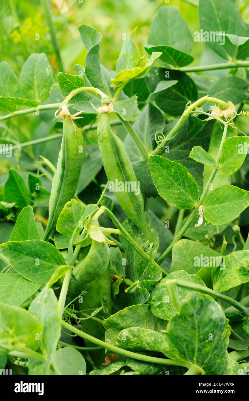 pods of peas on the bush growing Stock Photo