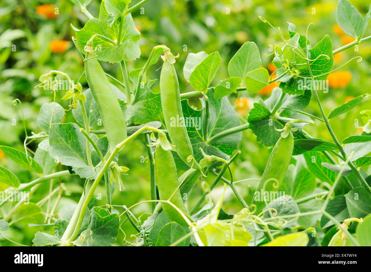 bush of peas with young pods growing Stock Photo
