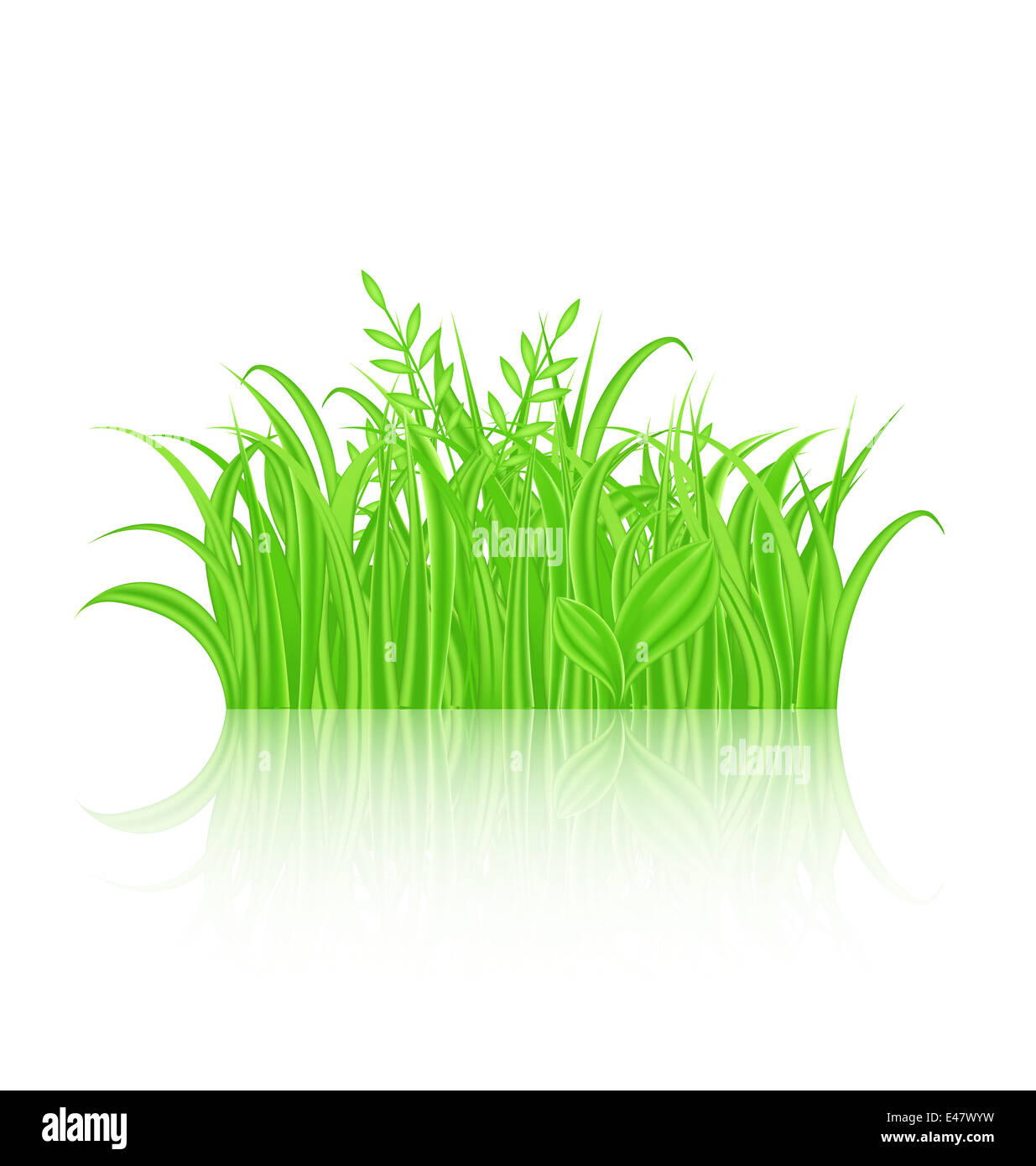 Illustration green grass with reflection isolated on white background ...