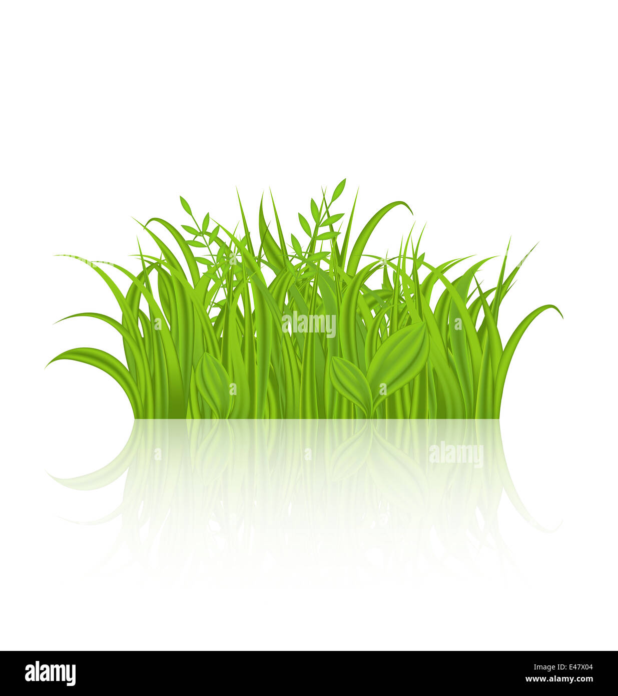 Illustration green grass with reflection isolated on white background ...