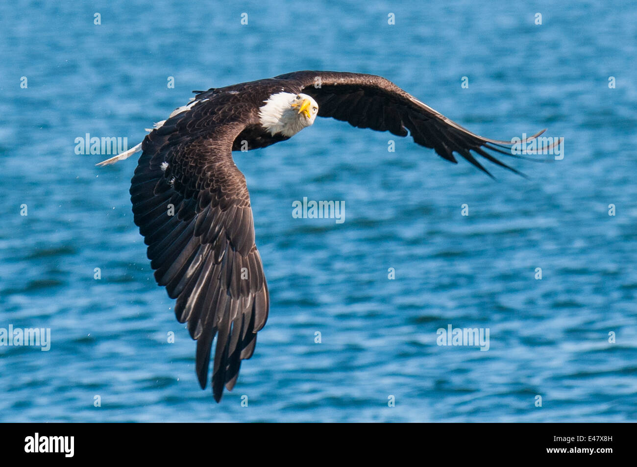Bald eagle Haliaeetus leucocephalus fishing flying near Prince Rupert, British Columbia, Canada. Stock Photo