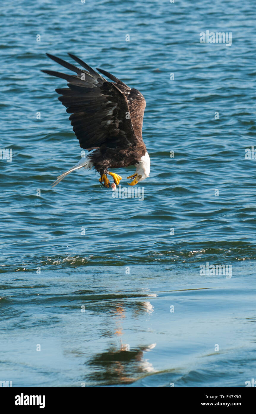 Bald eagle Haliaeetus leucocephalus sea eagle fishing flying near Prince Rupert, British Columbia, Canada. Stock Photo