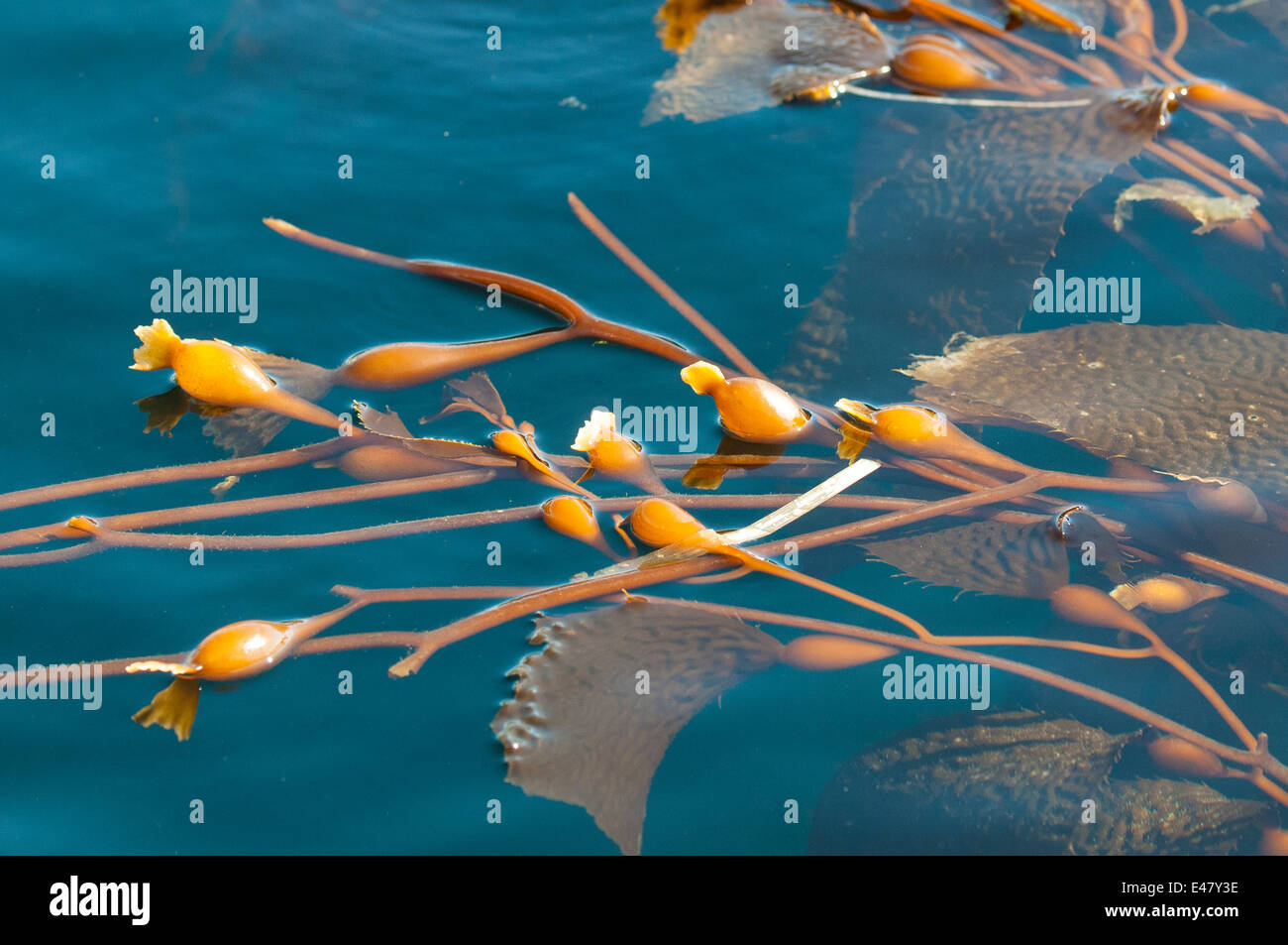 Seaweed kelp floating hires stock photography and images Alamy