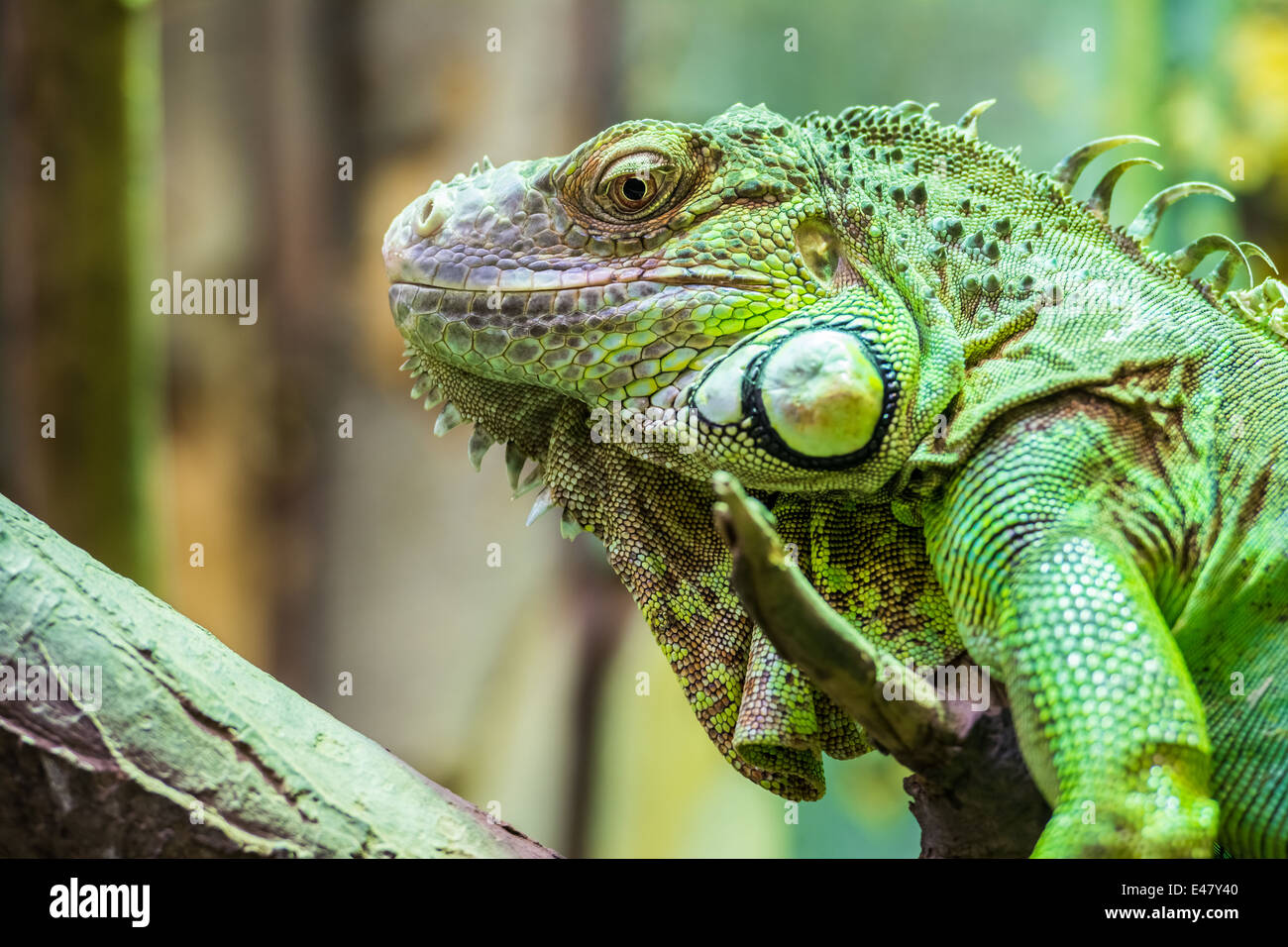 Green Iguana Reptile Portrait Closeup Stock Photo - Alamy