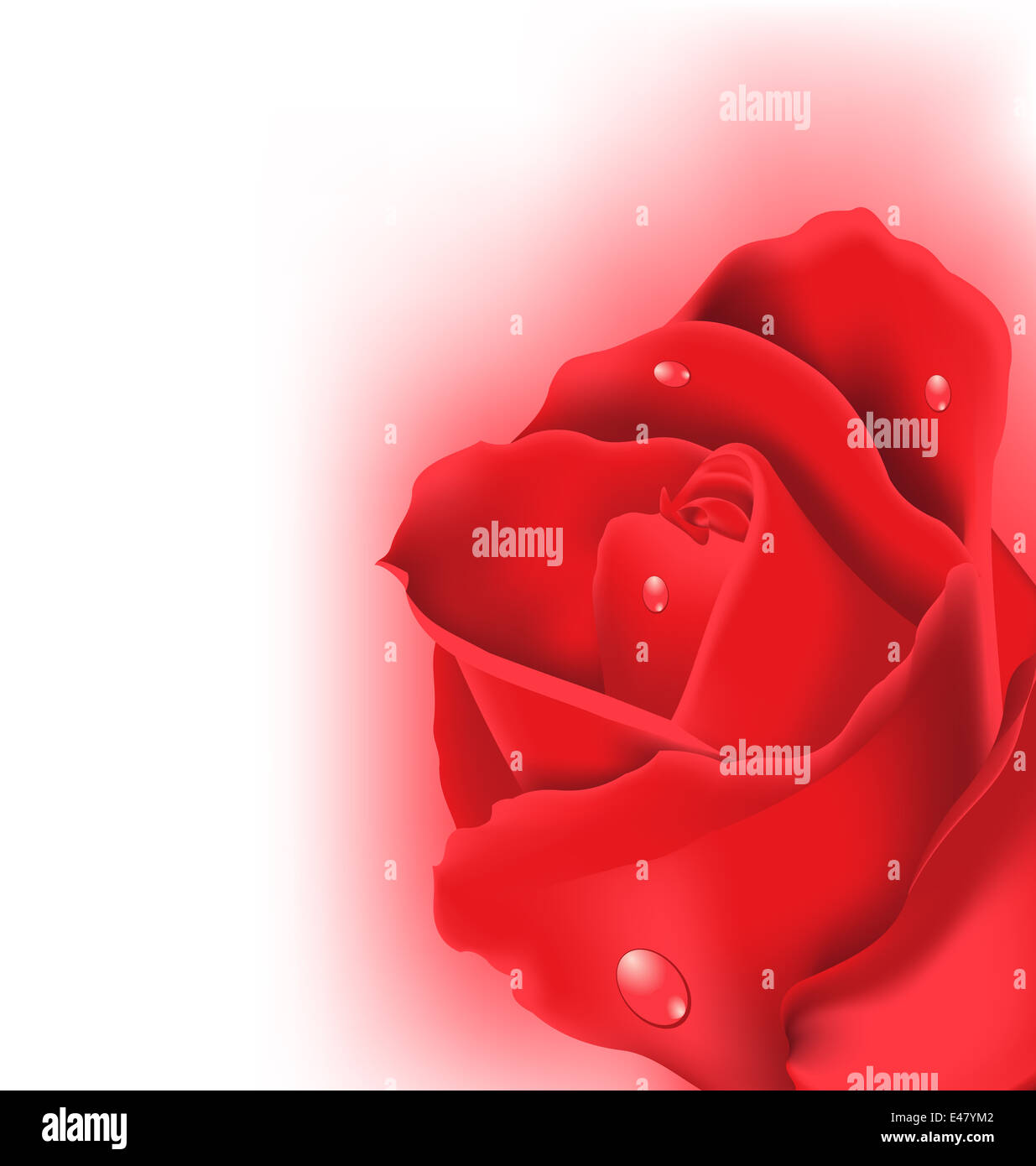 Red Roses For Design Illustration red rose for design your celebration card - vector Stock ...