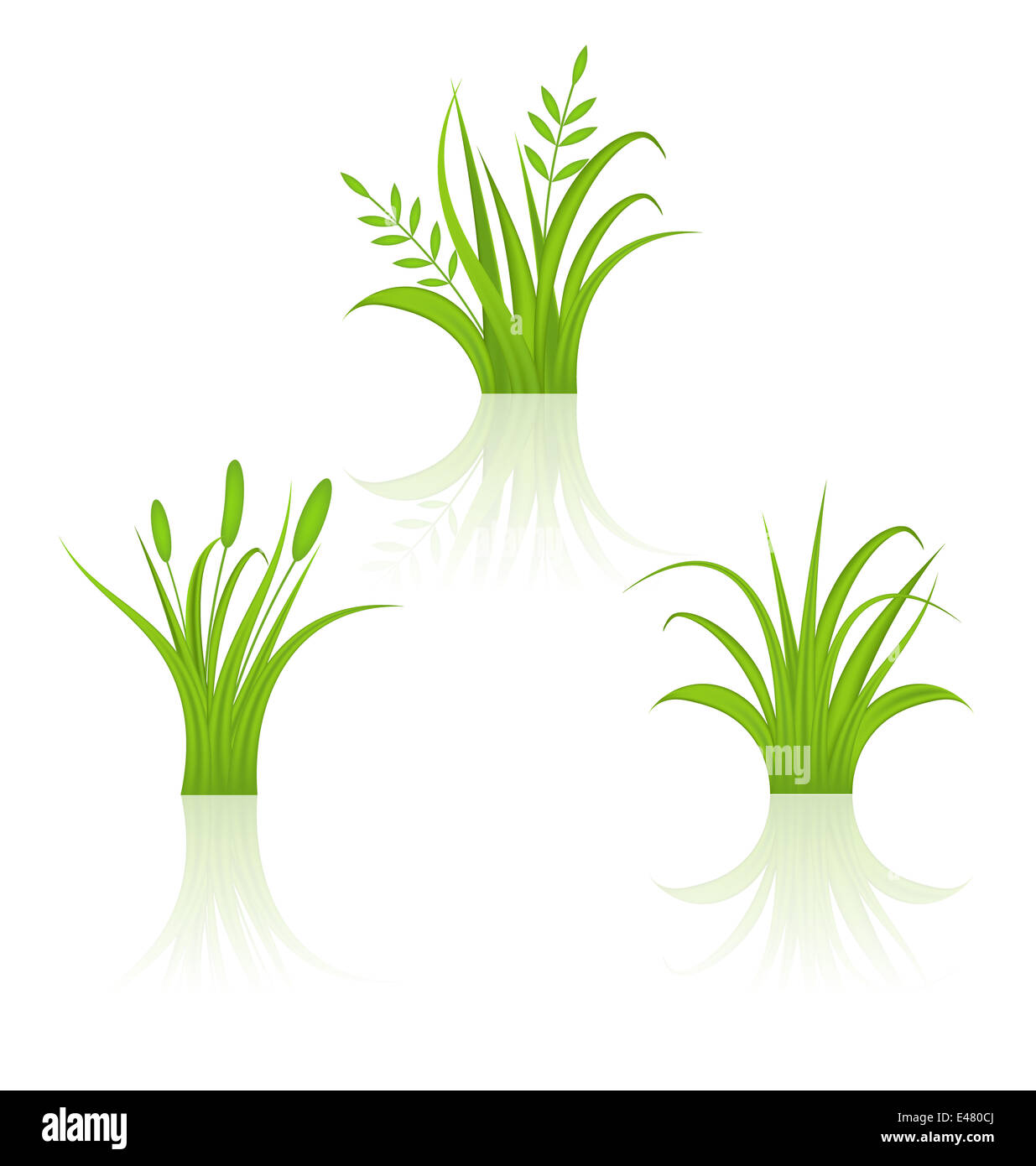 Illustration set green grass isolated on white background - vector ...